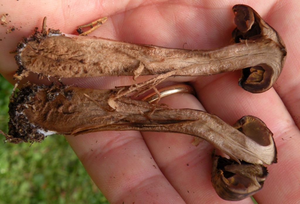 Cortinarius brunneus?